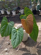 Real Picture Anthurium Luxurians Ecuador X Dresselerii Rare Plant