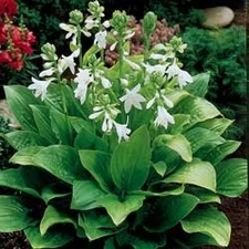 Royal Standard Hosta - 3 root divisions White 