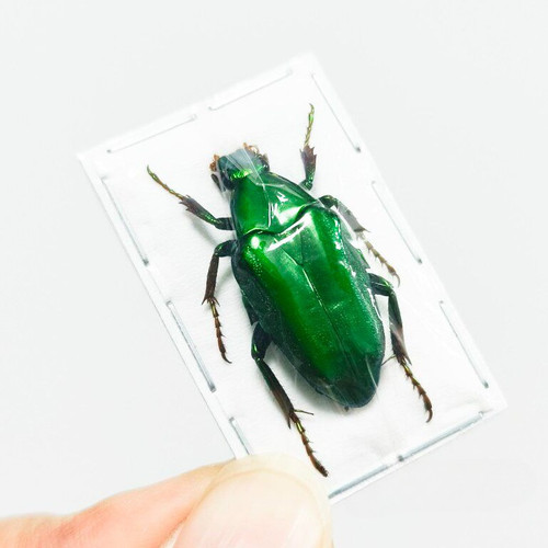 REAL Flat-chested false flower beetle (female) Science Education Specimen