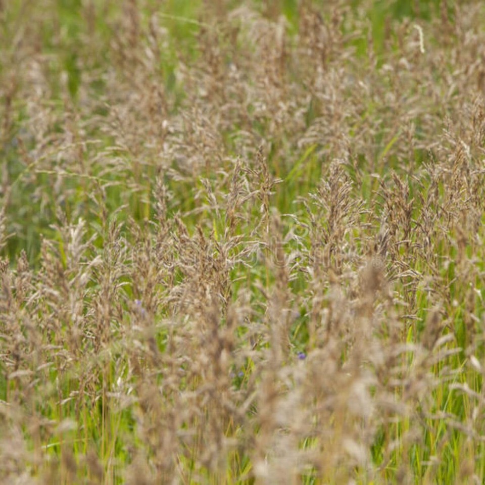 7000 Seeds Smooth bromegrass Seeds Smooth Brome Grass Seed for