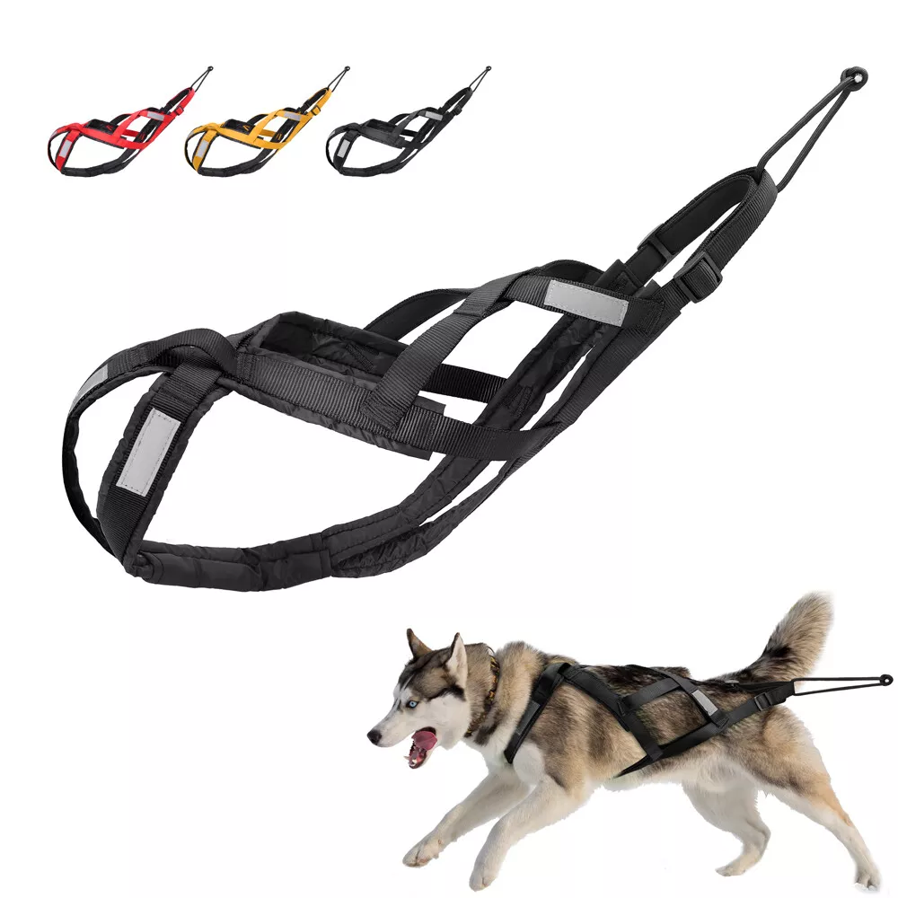 How To Repair Nylon Dog Leash ? Here Are 6 Incredible Way