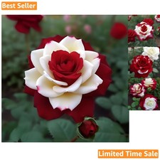 Transform Your Garden: 20 Rare Twin Red-White Rose Seeds with Easy Instructions