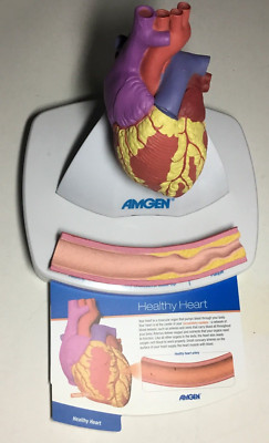 3D Heart Model   DOCTOR'S AMGEN Educational Tool HUMAN HEART MODEL Display