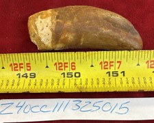 Rare Carcharodontosaurus Dinosaur Tooth T Rex Cousin 95 Mil Yrs Fossil 2 1/2”