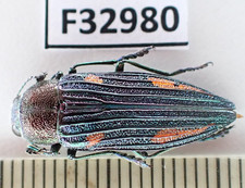 標本 West papua Calodema suhandae 44mm Buprestidae for collectors | rare Jewel Beetles
