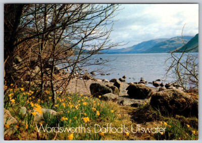 Wordsworth's Daffodils Ullswater Glencoyne Park Postcard