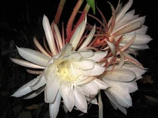Night Blooming Cereus - Fully Rooted Starter Pot - Epiphyllum Oxypetalum