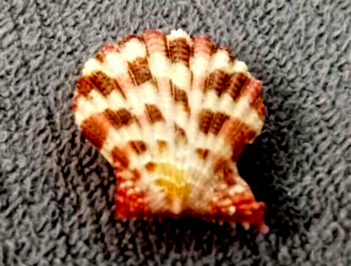 Gloriapallium Pallium 21  mm GEM tiny size Collection  nice  color pattern  WOW! - Picture 1 of 9