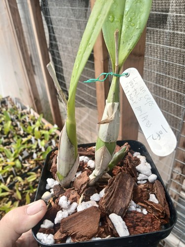 laelia anceps forma vestalis  'Figment' AM/AOS cattleya orchid DIVISION ONLY 1 - Picture 9 of 11