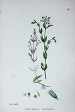 Old Antique Print Botany Plants C1902 Bog Stitchwort Stellaria Uliginosa 20th