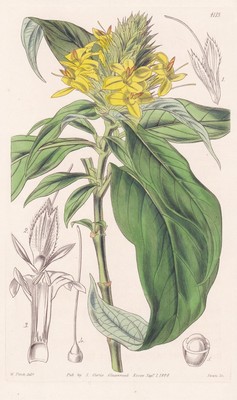Barleria Flava Arabia Botanik flower botany engraving Kupferstich Curtis 4113
