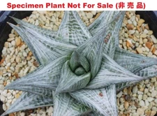 Succulent - Haworthia cv ‘Sekkanjou’ white variegated, Medium size Offset