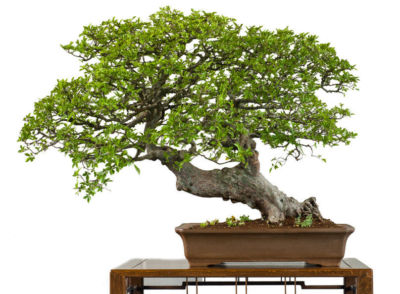 SAMEN fr drinnen und drauen die chinesische Ulme ein toller Bonsai Baum !  | eBay.de