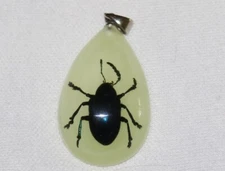  Real insect Beetle Encased in Glow in the Dark Pendant Bug Plastic Lucite
