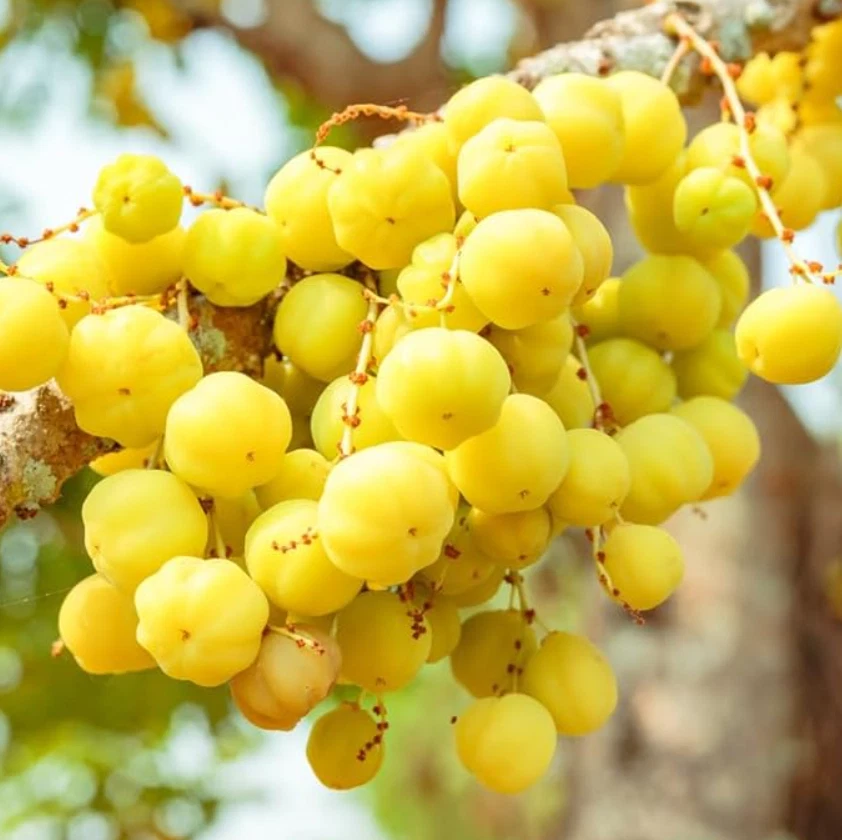 Planta viva Indian Star Gooseberry de 12” de alto en maceta de 1 galón - sin envío a HI Foto 2 de 4