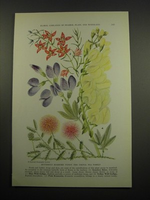 1939 Illustration of Flowers - Sensitive Brier, Pink Krameria, Blue Wild Indigo