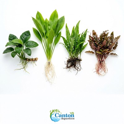 Live Aquarium Plants Essential Bundle Live Aquarium Plants