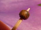ANCIENT SOUTH EAST ASIAN PYU BANDED GLASS HEIRLOOM BEAD BEAD 5.9 mm WORN — photo 5