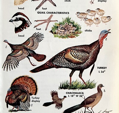 Turkey Quail Grouse Varieties And Types 1966 Color Bird Art Print Nature ADBN1r