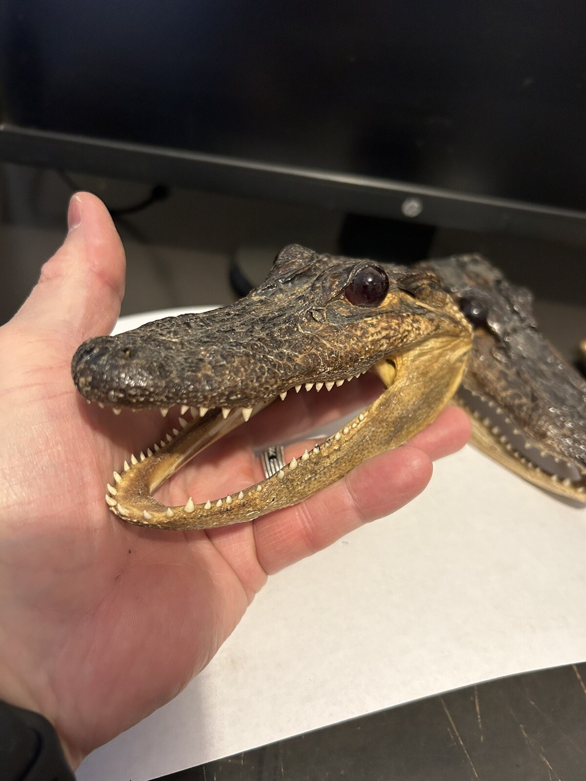 Pair 2 Genuine American Taxidermy Juvenile Louisiana Alligator Head 5 - 6” Long