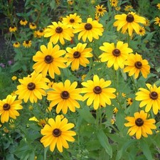 RUDBECKIA HIRTA BLACK EYED SUSAN 20,000 FINEST SEEDS PERENNIAL FLOWER