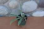 VERY RARE PLATYCERIUM VEITCHII AUBURN RIVER IN 4" POT - STAGHORN US GROWN — photo 2