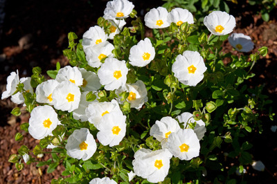 SAMEN Garten Pflanzen Samen winterharte Zierpflanze Saatgut Staude