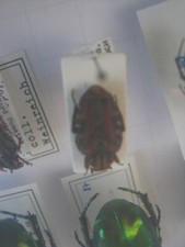 Cetonidae--colorful rose beetle undet.-from Sri Lanka-great rare specimen