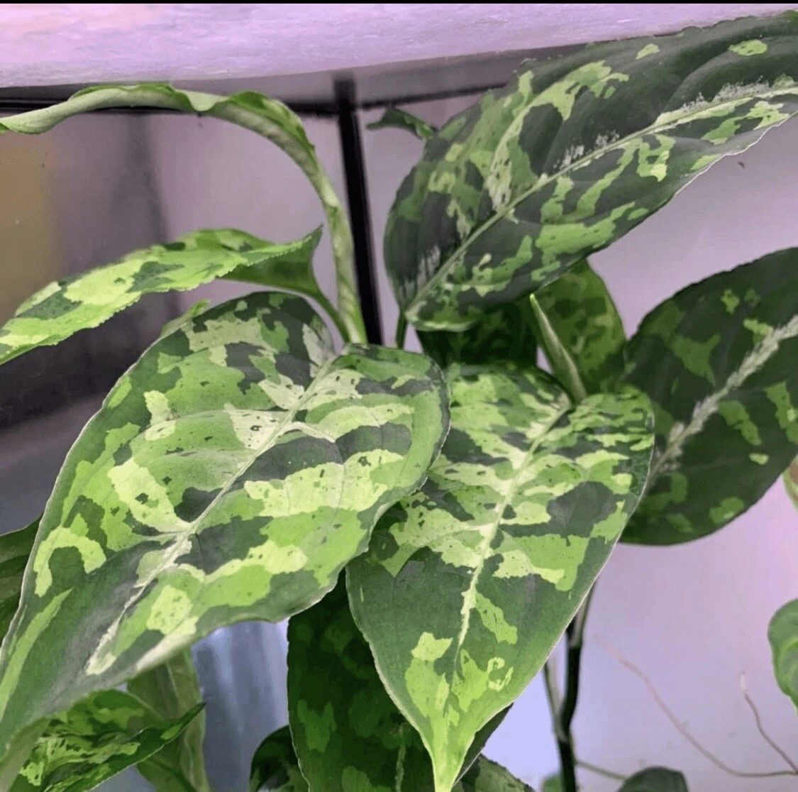 Aglaonema Pictum Tricolor