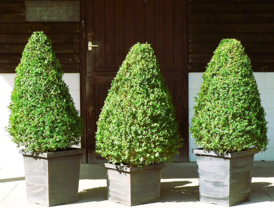  Real XL Box (buxus sempervirens) Cone Shaped Topiary, UK Grown - Image 4 of 4