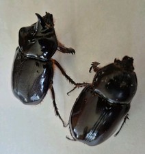 Pair Strategus aloeus Rhino Beetle Insect Dynastes From Puerto Rico 47mm / 43mm