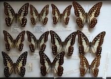 Box 1 mixture of Graphium ssp from Malaysia