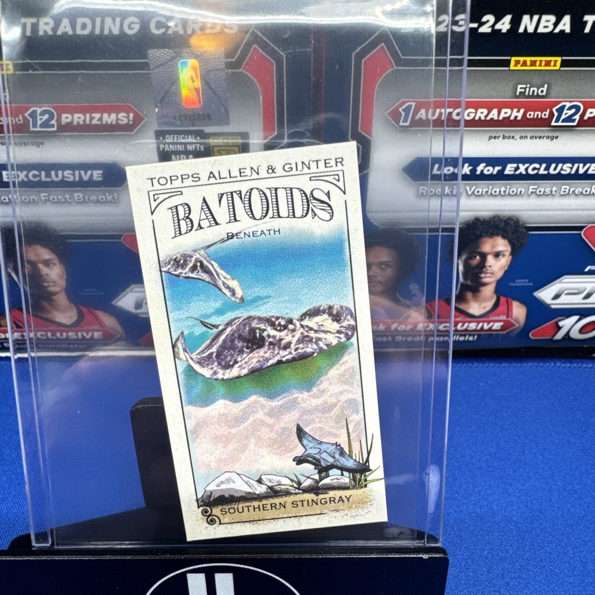 THE WILLARD 「INDIES」 2024 Topps Allen & Ginter Batoids Beneath Southern Stingray