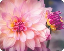 Wild Flowers Floral Art Colorful Art Mousepad 7 x 9 Art mouse pad