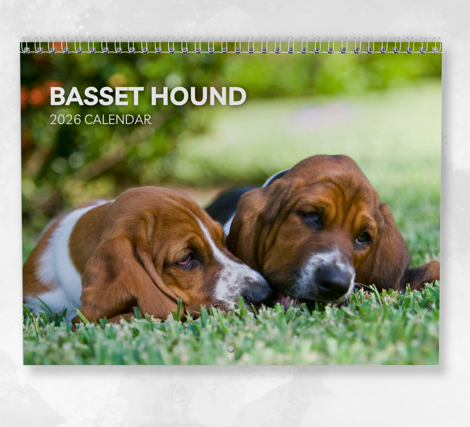 Basset Hound Calendar 2026: Monthly Wall Calendar with Notes, opens to A3 Size