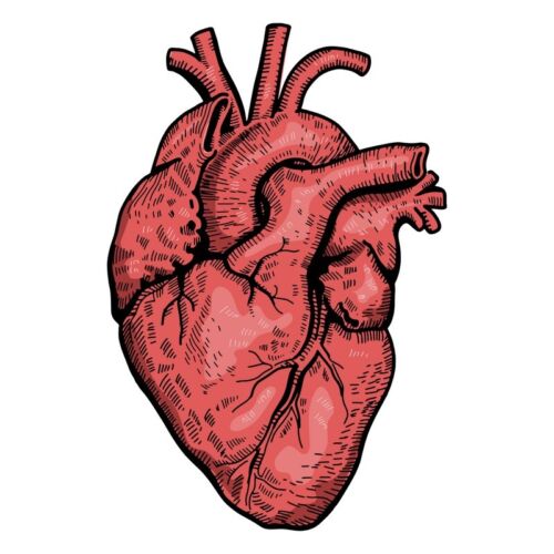 3” Realistic Anatomy Heart Illustration Sticker Organ Human Cardiac Cardio Love - Picture 1 of 1