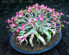 Mixed Color Desert Rose Seeds to Grow  10 Pack  Adenium Obesum,