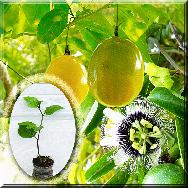 passiflora edulis plants for sale