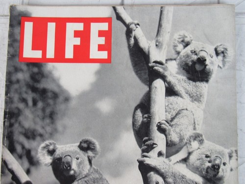 Life Magazine January 10, 1938 Koalas - Picture 2 of 7
