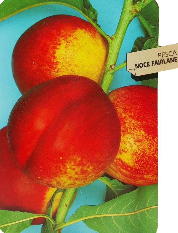 Pianta di Pesco Noce Prunus persica var. nucipersica Polpa Gialla, molto soda