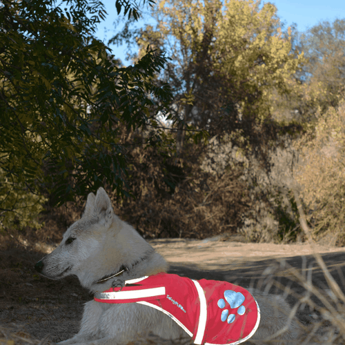 Dog Reflective Vest – Multiple Color Options with Hi Vis Fluorescent Visibility - Picture 3 of 5