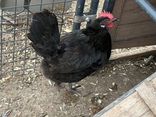 FREE One Mediterranean Black Minorca Rare Chicken Hatching White Eggs