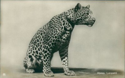 Ansichtskarte  Berliner Zoo Zoologischer Garten Berlin Abess. Leopard