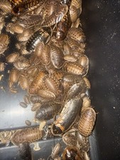 100 Mixed-Size Dubia Roach Colony Organic Fed Breeders, Nymphs Babies