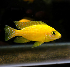 Saffron Peacock Cichlid Unsexed 2.5" - 3.5" - Live Fish - African Cichlid