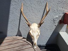 Crâne de cerf Sika ; Cervus nippon #3