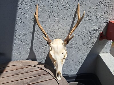 Sika Hirschschschädel; Cervus nippon #3