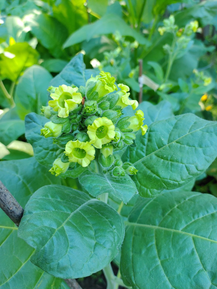 HOPI Indian Ceremonial TOBACCO 2000+ seeds Sacred Mapacho Aztec FRESH 2025  crop!