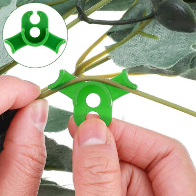Guida alla Tecnica Low Stress Training (LST) per Piante di Cannabis