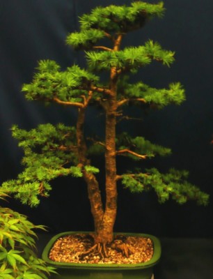 SAMEN Saatgut PINOW TANNE Bonsai winterharte immergrne Garten Pflanze  Terrasse | eBay